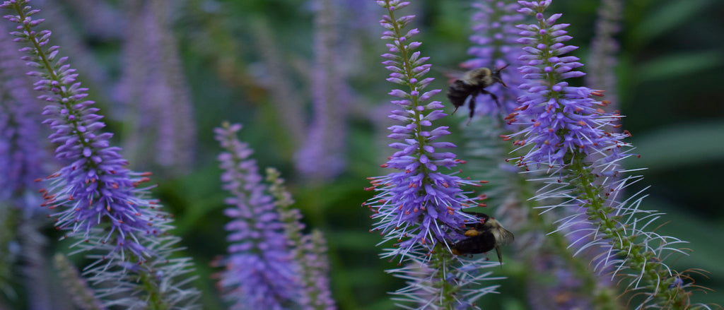 veronicastrum virginicum 'lavender towers' culver's root purple mauve bees pollinators gardening