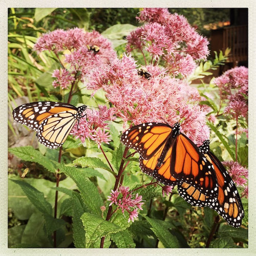 monarch butterflies, pollinator plants. gardening. joe pye weed, bees