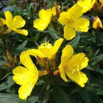 flowers botanical perennial toronto leslieville cabbagetown riverdale beaches perennials garden gardening east end delivery online local colour nursery plants flowering Jarvie Flora  oenothera fruticosa ssp. glauca (sundrops) native yellow 