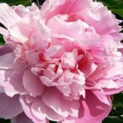 paeonia 'pink parfait' (peony) pink flowers botanical perennial toronto leslieville cabbagetown riverdale beaches perennials garden gardening east end delivery online local colour nursery plants flowering Jarvie Flora 