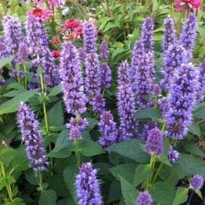 agastache foeniculum 'blue fortune' hyssop perennial purple garden gardening toronto leslieville plants
