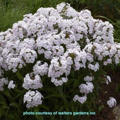 flowers botanical perennial toronto leslieville cabbagetown riverdale beaches perennials garden gardening east end delivery online local colour nursery plants flowering Jarvie Flora  phlox paniculata x 'fashionably early crystal' (phlox) white 