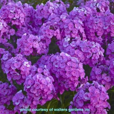 flowers botanical perennial toronto leslieville cabbagetown riverdale beaches perennials garden gardening east end delivery online local colour nursery plants flowering Jarvie Flora  phlox paniculata x 'fashionably early flamingo' (phlox) pink 
