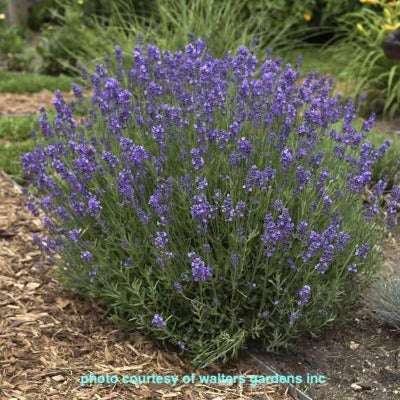 Dried Hidcote Blue Lavender Flowers for sale in Canada