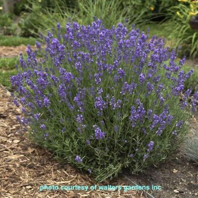 deliver lavender plant lavandula angustifolia 'hidcote blue' (lavender) – jarvie flora