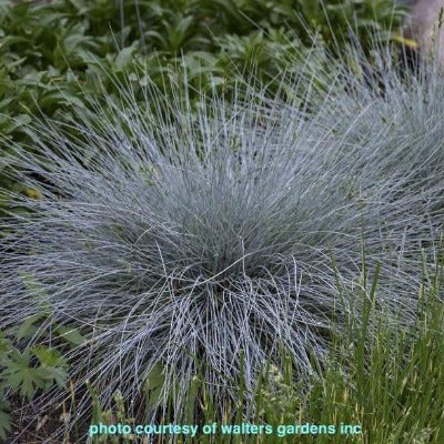 flowers botanical perennial toronto leslieville cabbagetown riverdale beaches perennials garden gardening east end delivery online local colour nursery plants flowering Jarvie Flora  festuca glauca 'blue whiskers' (blue whiskers fescue) 