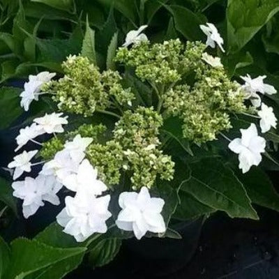 hydrangea macrophylla 'hanabi' (fireworks®) – jarvie flora