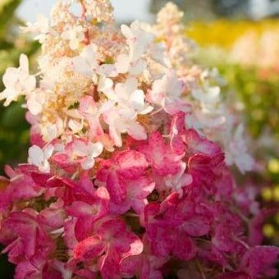 flowers botanical perennial toronto leslieville cabbagetown riverdale beaches perennials garden gardening east end delivery online local colour nursery plants flowering Jarvie Flora  hydrangea paniculata 'pinky winky®' (DVPPinky) 
