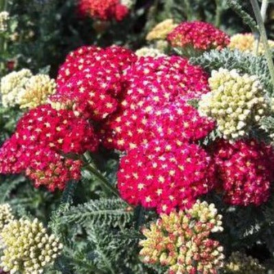 achillea milpink red lefolium 'strawberry seduction' yarrow perennial toronto gardening garden botanical leslieville beaches cabbagetown