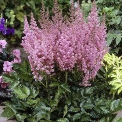 flowers botanical perennial toronto leslieville cabbagetown riverdale beaches perennials garden gardening east end delivery online local colour nursery plants  astilbe chinensis 'vision in pink' (false spirea) 