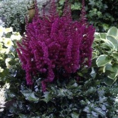 flowers botanical perennial toronto leslieville cabbagetown riverdale beaches perennials garden gardening east end delivery online local colour nursery plants  astilbe chinensis 'vision in red' (false spirea)