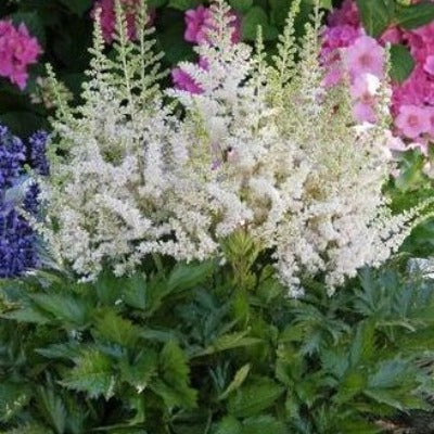 flowers botanical perennial toronto leslieville cabbagetown riverdale beaches perennials garden gardening east end delivery online local colour nursery plants flowering  astilbe chinensis 'vision in white' (false spirea) 