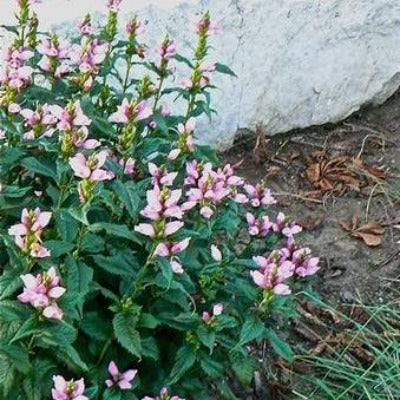chelone lyonii 'hot lips' (pink turtlehead) flowers botanical perennial toronto leslieville cabbagetown riverdale beaches perennials garden gardening east end delivery online local colour nursery plants flowering Jarvie Flora 