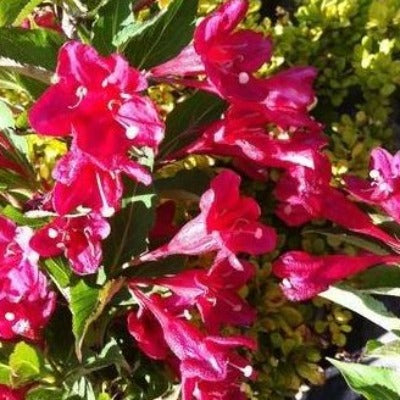weigela florida 'red prince' red flowers botanical perennial toronto leslieville cabbagetown riverdale beaches perennials garden gardening east end delivery online local colour nursery plants flowering Jarvie Flora 