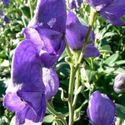 aconitum carmichaelii 'arendsii' monkshood perennial blue purple toronto leslieville beaches garden gardening botanical flowers