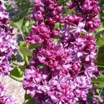 flowers botanical perennial toronto leslieville cabbagetown riverdale beaches perennials garden gardening east end delivery online local colour nursery plants flowering Jarvie Flora  syringa x vulgaris 'charles joly' (french hybrid lilac) magenta pink purple 