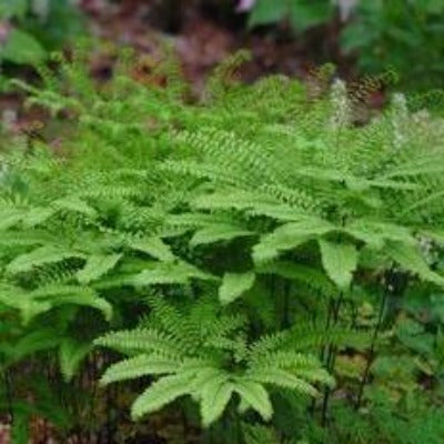 adiantum pedatum northern maidenhair fern native toronto leslieville gardening garden botanical green