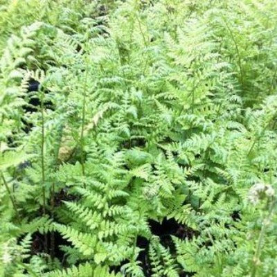 flowers botanical perennial toronto leslieville cabbagetown riverdale beaches perennials garden gardening east end delivery online local colour nursery plants flowering Jarvie Flora  dryopteris spinulosa (toothed wood fern, fancy fern / florist's fern / spinulose wood fern) native