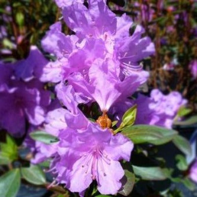 flowers botanical perennial toronto leslieville cabbagetown riverdale beaches perennials garden gardening east end delivery online local colour nursery plants flowering Jarvie Flora  rhododendron 'P.J.M. compact' lavender 