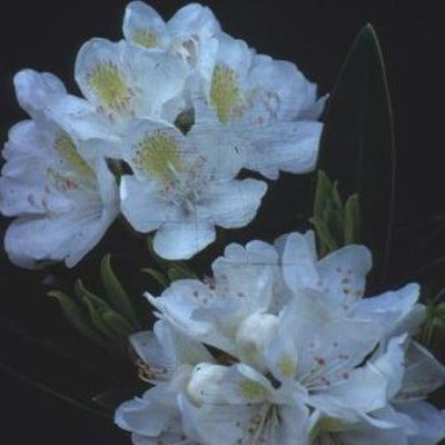rhododendron 'chionoides' white flowers botanical perennial toronto leslieville cabbagetown riverdale beaches perennials garden gardening east end delivery online local colour nursery plants flowering Jarvie Flora 