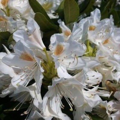 flowers botanical perennial toronto leslieville cabbagetown riverdale beaches perennials garden gardening east end delivery online local colour nursery plants flowering Jarvie Flora  rhododendron 'cunningham's white' white 