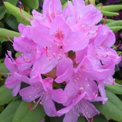 rhododendron 'english roseum' pink flowers botanical perennial toronto leslieville cabbagetown riverdale beaches perennials garden gardening east end delivery online local colour nursery plants flowering Jarvie Flora 