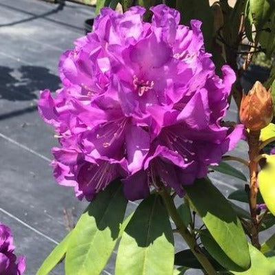 rhododendron 'purple passion' purple flowers botanical perennial toronto leslieville cabbagetown riverdale beaches perennials garden gardening east end delivery online local colour nursery plants flowering Jarvie Flora 