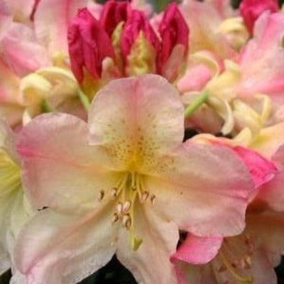 flowers botanical perennial toronto leslieville cabbagetown riverdale beaches perennials garden gardening east end delivery online local colour nursery plants flowering Jarvie Flora  rhododendron 'percy wiseman' white pink 
