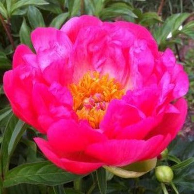 flowers botanical perennial toronto leslieville cabbagetown riverdale beaches perennials garden gardening east end delivery online local colour nursery plants flowering Jarvie Flora  paeonia 'coral sunset' (peony) pink coral red 