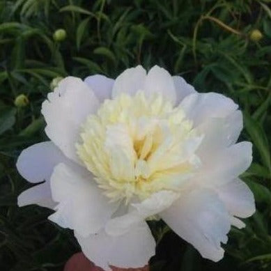 paeonia 'primavere' (peony) white flowers botanical perennial toronto leslieville cabbagetown riverdale beaches perennials garden gardening east end delivery online local colour nursery plants flowering Jarvie Flora 