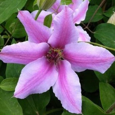 clematis 'nelly moser' pink vine flowers botanical perennial toronto leslieville cabbagetown riverdale beaches perennials garden gardening east end delivery online local colour nursery plants flowering Jarvie Flora 