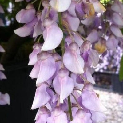 vine vines climbing flowers botanical perennial toronto leslieville cabbagetown riverdale beaches perennials garden gardening east end delivery online local colour nursery plants flowering Jarvie Flora  wisteria macrostachya 'aunt dee' (chinese wisteria) mauve lilac 