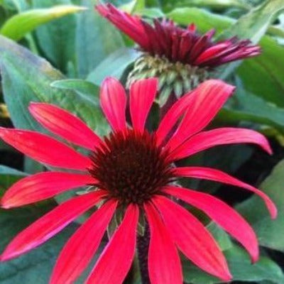 flowers botanical perennial toronto leslieville cabbagetown riverdale beaches perennials garden gardening east end delivery online local colour nursery plants flowering Jarvie Flora  red echinacea x 'solar flare' (coneflower)