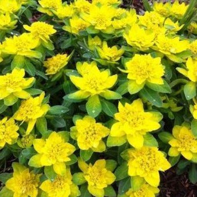flowers botanical perennial toronto leslieville cabbagetown riverdale beaches perennials garden gardening east end delivery online local colour nursery plants flowering Jarvie Flora  euphorbia polychroma (cushion spurge) yellow 