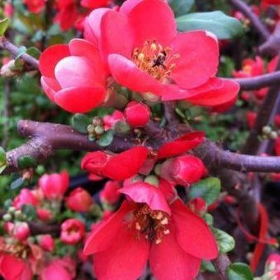 chaenomeles speciosa 'rubra' (japanese quince) red flowers botanical perennial toronto leslieville cabbagetown riverdale beaches perennials garden gardening east end delivery online local colour nursery plants flowering Jarvie Flora 