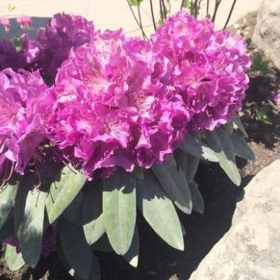 rhododendron 'florence parks' purple flowers botanical perennial toronto leslieville cabbagetown riverdale beaches perennials garden gardening east end delivery online local colour nursery plants flowering Jarvie Flora 
