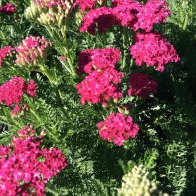 pink achillea millefolium 'saucy seduction" yarrow perennial toronto gardening garden botanical leslieville beaches cabbagetown