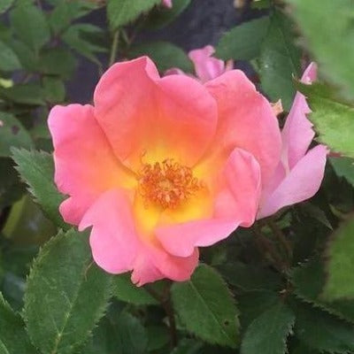 flowers botanical perennial toronto leslieville cabbagetown riverdale beaches perennials garden gardening east end delivery online local colour nursery plants flowering Jarvie Flora  rosa 'RADcor' (knock out® rainbow) (rose) pink 