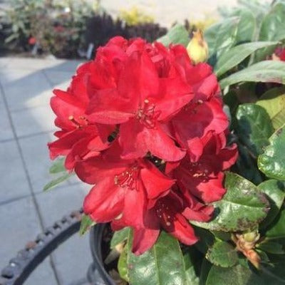 rhododendron 'trocadero' red flowers botanical perennial toronto leslieville cabbagetown riverdale beaches perennials garden gardening east end delivery online local colour nursery plants flowering Jarvie Flora 