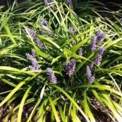 flowers botanical perennial toronto leslieville cabbagetown riverdale beaches perennials garden gardening east end delivery online local colour nursery plants flowering Jarvie Flora  liriope muscari 'big blue' (giant lily turf) liriope muscari 'big blue' (giant lily turf) 