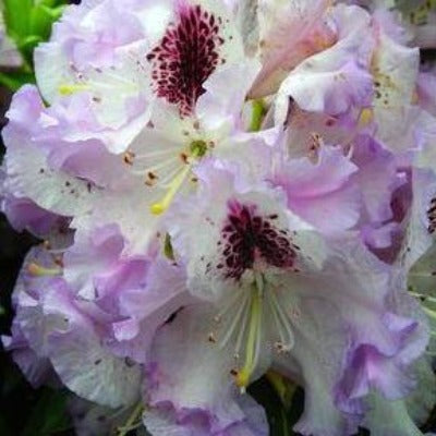rhododendron 'blue peter' pink white flowers botanical perennial toronto leslieville cabbagetown riverdale beaches perennials garden gardening east end delivery online local colour nursery plants flowering Jarvie Flora 