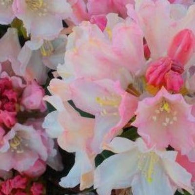 flowers botanical perennial toronto leslieville cabbagetown riverdale beaches perennials garden gardening east end delivery online local colour nursery plants flowering Jarvie Flora  rhododendron 'dreamland' pink pale pink 
