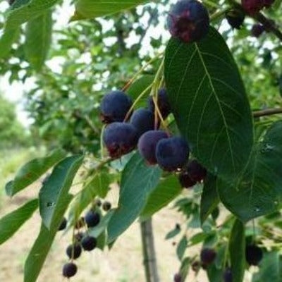 amelanchier laevis allegheny serviceberry, juneberry native toronto leslieville cabbagetown beaches shrub berries leaves