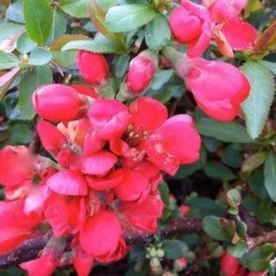 chaenomeles speciosa 'toyo nishiki' (japanese quince) flowers botanical perennial toronto leslieville cabbagetown riverdale beaches perennials garden gardening east end delivery online local colour nursery plants flowering Jarvie Flora 