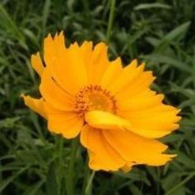 flowers botanical perennial toronto leslieville cabbagetown riverdale beaches perennials garden gardening east end delivery online local colour nursery plants flowering Jarvie Flora  coreopsis lanceolata (lance-leaved tickseed) native yellow 