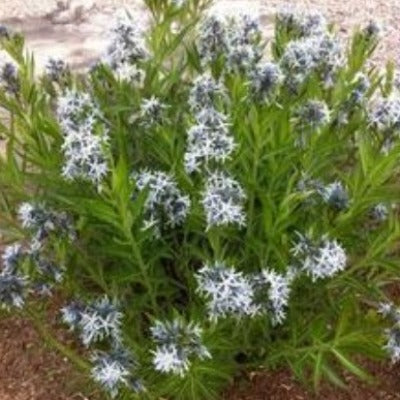 amsonia tabernaemontana (eastern bluestar) blue garden gardening perennial toronto leslieville cabbagetwon botanical leaves flowers