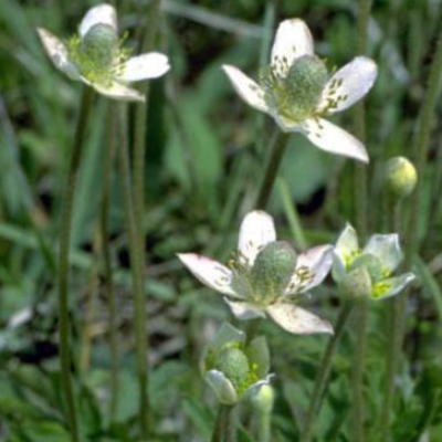 anemone cylindrica (thimbleweed) native – jarvie flora