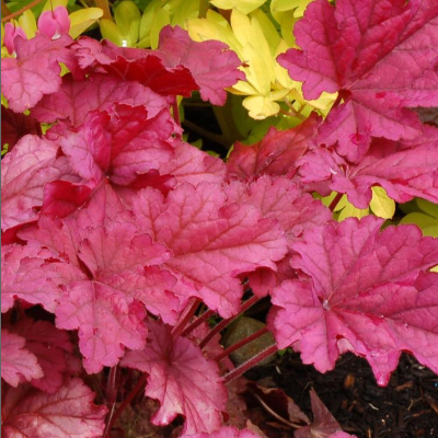 flowers botanical perennial toronto leslieville cabbagetown riverdale beaches perennials garden gardening east end delivery online local colour nursery plants flowering Jarvie Flora  heuchera x 'berry smoothie' (coral bells) red leaves 