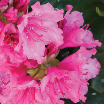 rhododendron 'haaga' pink flowers botanical perennial toronto leslieville cabbagetown riverdale beaches perennials garden gardening east end delivery online local colour nursery plants flowering Jarvie Flora 