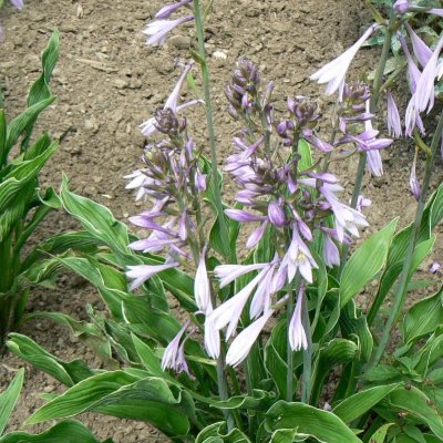praying hands hosta plant hosta 'praying hands'